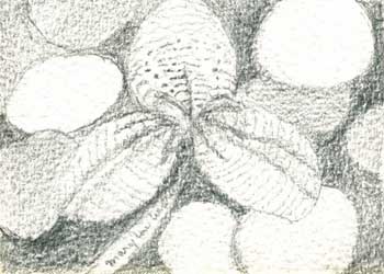 "Forest Mystery" by Mary Lou Lindroth, Rockton IL - Pencil - SOLD